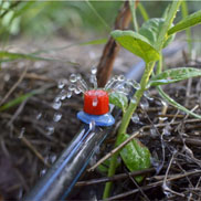 Drip Irrigation
